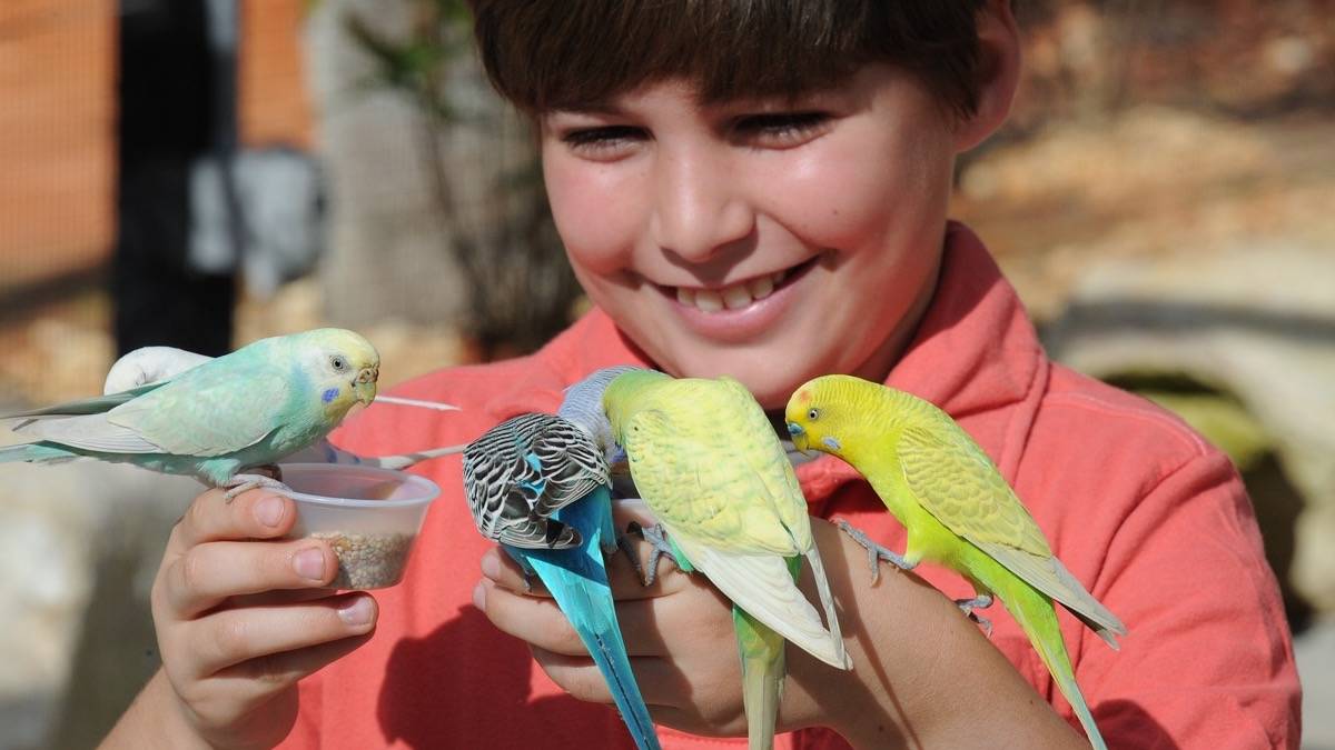Small boy with little birds on his hands eating out of a small cup